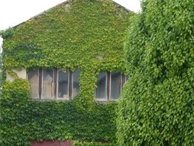 Вертикальное озеленение на даче