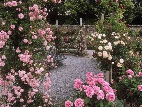 Розы в английском саду