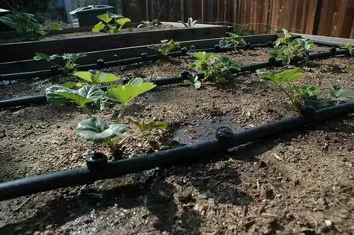 Система капельного полива растений на дачном участке