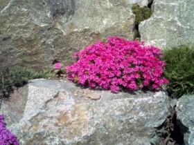 Почвопокровные растения для альпинария