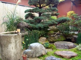 Растения в японском саду