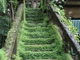 Озелененная садовая лестница