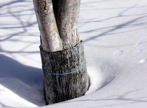 Пример защиты ствола дерева от грызунов