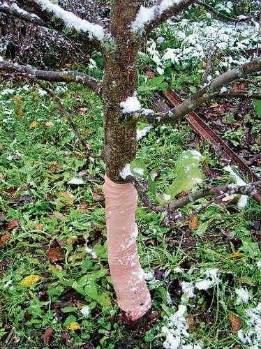 Обмотка ствола дерева для защиты от морозобоины