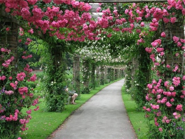 Плетистая роза как зеленый коридор