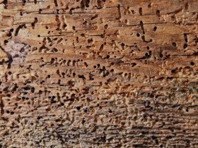 Повреждение древесины насекомыми